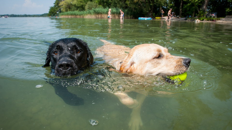 Balatonföldvári kutyastrand