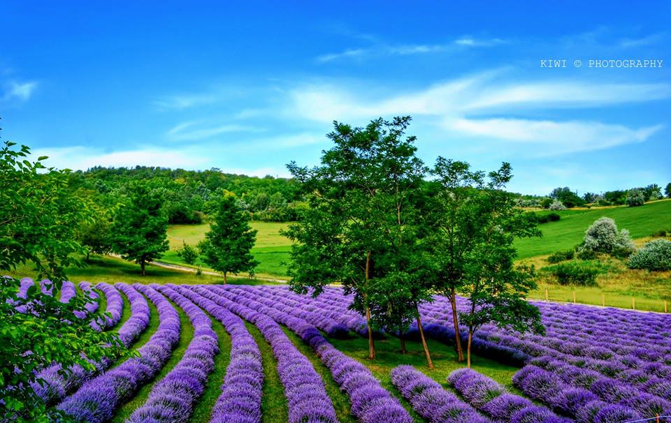 Kőröshegyi Levendulás